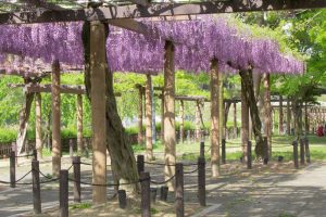 名城公園、藤、5月の夏の花。名古屋市北区の観光・撮影スポットの画像と写真