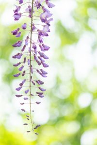 名城公園、藤、5月の夏の花。名古屋市北区の観光・撮影スポットの画像と写真