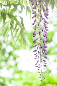 名城公園、藤、5月の夏の花。名古屋市北区の観光・撮影スポットの画像と写真