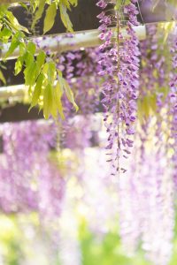 名城公園、藤、5月の夏の花。名古屋市北区の観光・撮影スポットの画像と写真