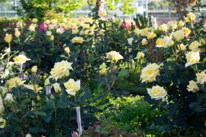 ミササガパーク、バラ、猿渡公園、5月の夏の花、愛知県刈谷市の観光・撮影スポットの名所
