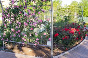 ミササガパーク、バラ、猿渡公園、5月の夏の花、愛知県刈谷市の観光・撮影スポットの名所