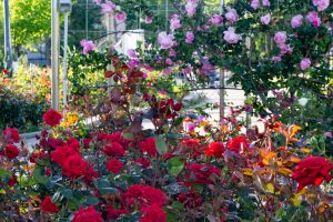 ミササガパーク、バラ、猿渡公園、5月の夏の花、愛知県刈谷市の観光・撮影スポットの名所