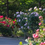 ミササガパーク、バラ、猿渡公園、5月の夏の花、愛知県刈谷市の観光・撮影スポットの名所