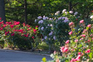 ミササガパーク、バラ、猿渡公園、5月の夏の花、愛知県刈谷市の観光・撮影スポットの名所
