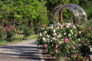 ミササガパーク、バラ、猿渡公園、5月の夏の花、愛知県刈谷市の観光・撮影スポットの名所