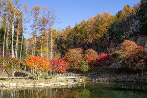 西ウレ峠、せせらぎ街道、西ウレ峠遊歩道、紅葉、11月、岐阜県高山市清見町の観光・撮影スポットの画像と写真