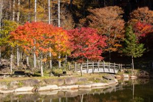 西ウレ峠、せせらぎ街道、西ウレ峠遊歩道、紅葉、11月、岐阜県高山市清見町の観光・撮影スポットの画像と写真
