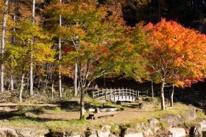 西ウレ峠、せせらぎ街道、西ウレ峠遊歩道、紅葉、11月、岐阜県高山市清見町の観光・撮影スポットの画像と写真