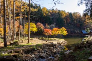 西ウレ峠、せせらぎ街道、西ウレ峠遊歩道、紅葉、11月、岐阜県高山市清見町の観光・撮影スポットの画像と写真