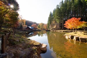 西ウレ峠、せせらぎ街道、西ウレ峠遊歩道、紅葉、11月、岐阜県高山市清見町の観光・撮影スポットの画像と写真