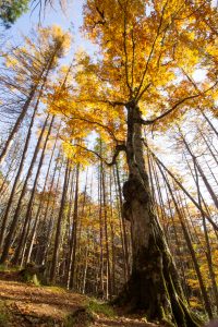 西ウレ峠、せせらぎ街道、ブナの木、西ウレ峠遊歩道、紅葉、11月、岐阜県高山市清見町の観光・撮影スポットの画像と写真
