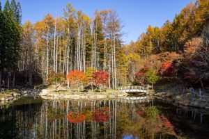 西ウレ峠、せせらぎ街道、西ウレ峠遊歩道、紅葉、11月、岐阜県高山市清見町の観光・撮影スポットの画像と写真