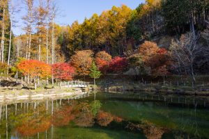 西ウレ峠、せせらぎ街道、西ウレ峠遊歩道、紅葉、11月、岐阜県高山市清見町の観光・撮影スポットの画像と写真