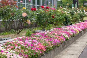 西山公園、バラ園、5月の夏の花、愛知県豊田市の観光・撮影スポットの画像と写真