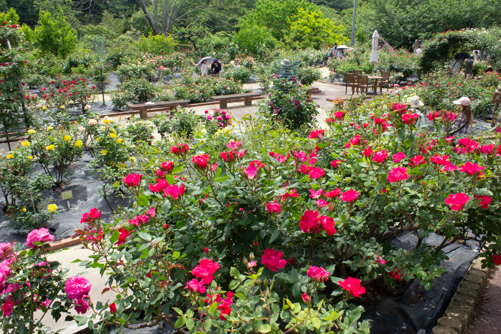 西山公園、バラ園、5月の夏の花、愛知県豊田市の観光・撮影スポットの画像と写真