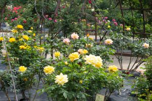 西山公園、バラ園、5月の夏の花、愛知県豊田市の観光・撮影スポットの画像と写真