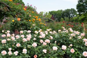西山公園、バラ園、5月の夏の花、愛知県豊田市の観光・撮影スポットの画像と写真