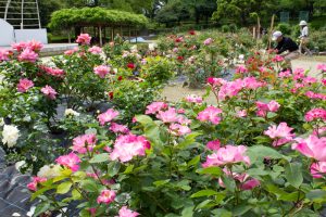 西山公園、バラ園、5月の夏の花、愛知県豊田市の観光・撮影スポットの画像と写真