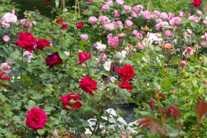 西山公園、バラ園、5月の夏の花、愛知県豊田市の観光・撮影スポットの画像と写真