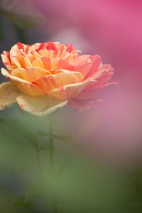 西山公園、バラ園、5月の夏の花、愛知県豊田市の観光・撮影スポットの画像と写真