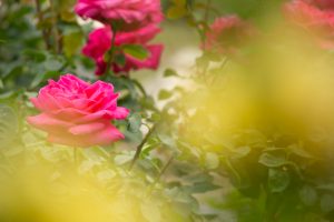西山公園、バラ園、5月の夏の花、愛知県豊田市の観光・撮影スポットの画像と写真