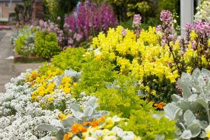 西山公園、5月の夏の花、愛知県豊田市の観光・撮影スポットの画像と写真