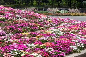 西山公園、5月の夏の花、愛知県豊田市の観光・撮影スポットの画像と写真