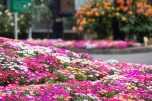 西山公園、5月の夏の花、愛知県豊田市の観光・撮影スポットの画像と写真
