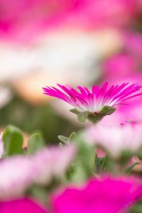 西山公園、5月の夏の花、愛知県豊田市の観光・撮影スポットの画像と写真