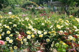 西山公園西山公園、バラ園、5月の夏の花、愛知県豊田市の観光・撮影スポットの画像と写真