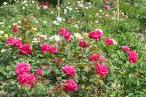 西山公園、バラ園、5月の夏の花、愛知県豊田市の観光・撮影スポットの画像と写真