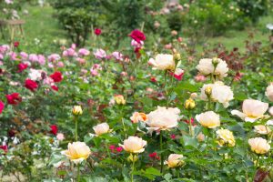 西山公園、バラ園、5月の夏の花、愛知県豊田市の観光・撮影スポットの画像と写真