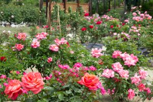 西山公園、バラ園、5月の夏の花、愛知県豊田市の観光・撮影スポットの画像と写真