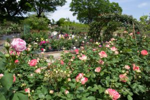西山公園、バラ園、5月の夏の花、愛知県豊田市の観光・撮影スポットの画像と写真