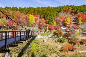 大井平公園、紅葉、秋、11月、愛知県豊田市の観光・撮影スポットの画像と写真