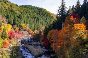 大井平公園、紅葉、秋、11月、愛知県豊田市の観光・撮影スポットの画像と写真