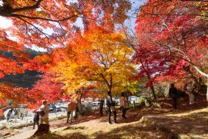 大井平公園、紅葉、秋、11月、愛知県豊田市の観光・撮影スポットの画像と写真