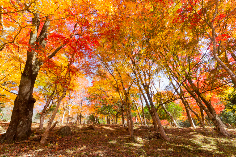 大井平公園、紅葉、秋、11月、愛知県豊田市の観光・撮影スポットの画像と写真