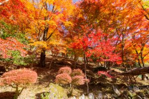 大井平公園、紅葉、秋、11月、愛知県豊田市の観光・撮影スポットの画像と写真