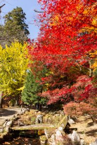 大井平公園、紅葉、秋、11月、愛知県豊田市の観光・撮影スポットの画像と写真