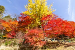 大井平公園、紅葉、秋、11月、愛知県豊田市の観光・撮影スポットの画像と写真