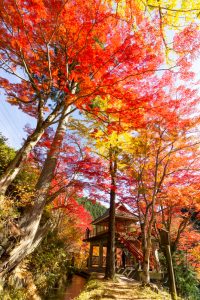 大井平公園、紅葉、秋、11月、愛知県豊田市の観光・撮影スポットの画像と写真