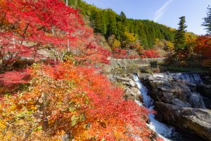 大井平公園、紅葉、秋、11月、愛知県豊田市の観光・撮影スポットの画像と写真