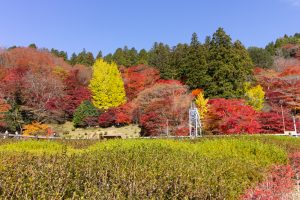 大井平公園、紅葉、秋、11月、愛知県豊田市の観光・撮影スポットの画像と写真