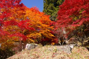 大井平公園、紅葉、秋、11月、愛知県豊田市の観光・撮影スポットの画像と写真
