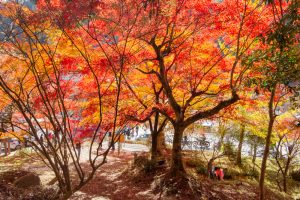 大井平公園、紅葉、秋、11月、愛知県豊田市の観光・撮影スポットの画像と写真
