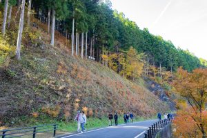 大井平公園、紅葉、秋、11月、愛知県豊田市の観光・撮影スポットの画像と写真