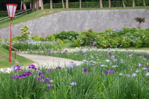 大池公園、花しょうぶ、5月の夏の花、愛知県東海市の観光・撮影スポットの画像と写真