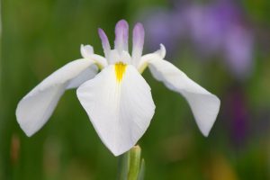 大池公園、花しょうぶ、5月の夏の花、愛知県東海市の観光・撮影スポットの画像と写真